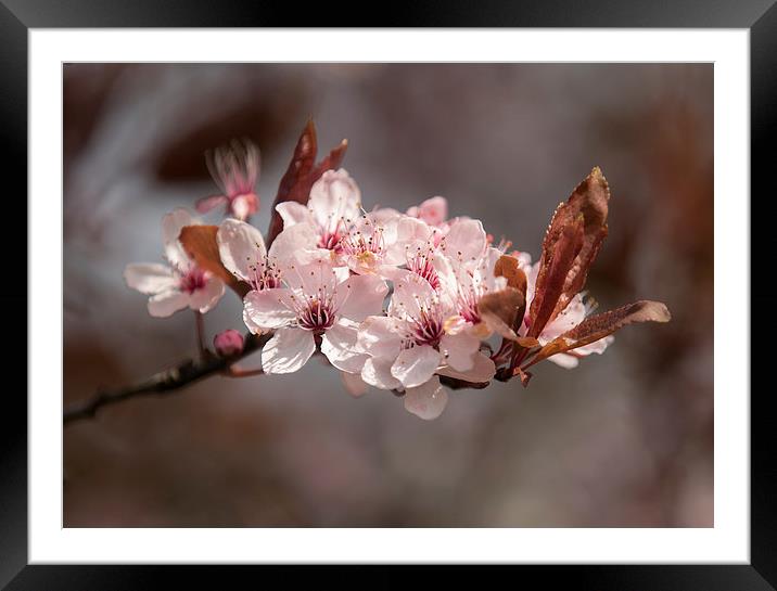  Spring Blossom Framed Mounted Print by Sue Dudley