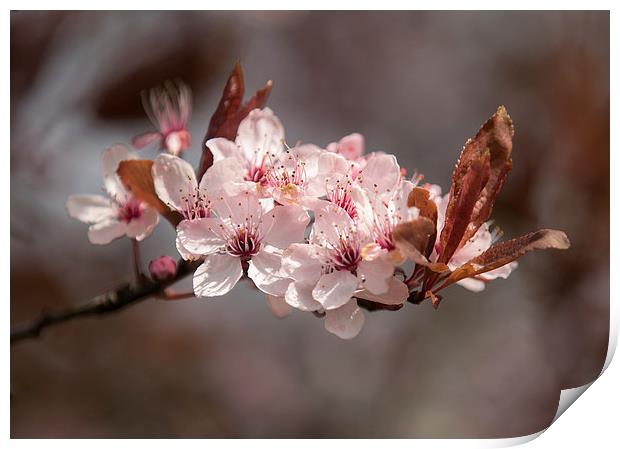  Spring Blossom Print by Sue Dudley