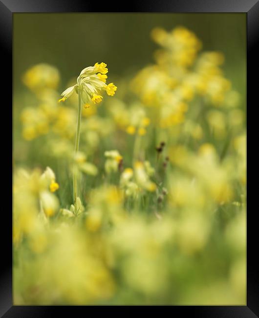  Spring Cowslips Framed Print by Sue Dudley
