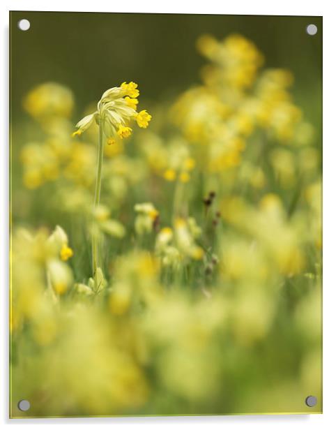  Spring Cowslips Acrylic by Sue Dudley