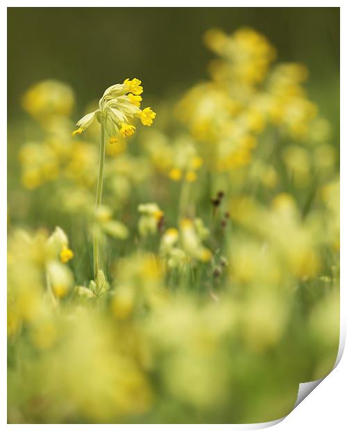  Spring Cowslips Print by Sue Dudley