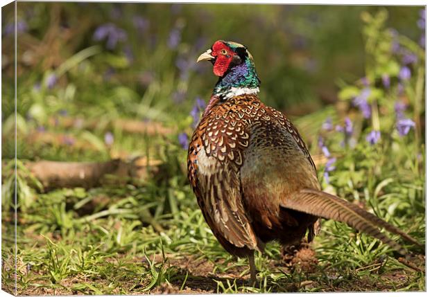 Cock Pheasant in Bluebells Canvas Print by Sue Dudley