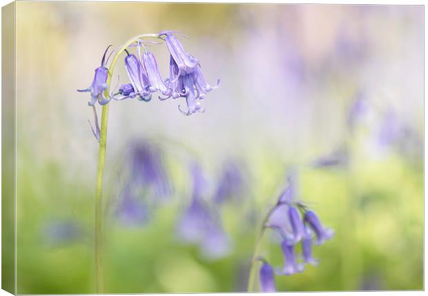  Bluebell Study Canvas Print by Sue Dudley