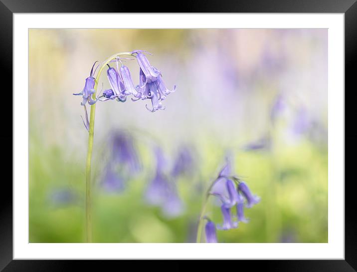  Bluebell Study Framed Mounted Print by Sue Dudley