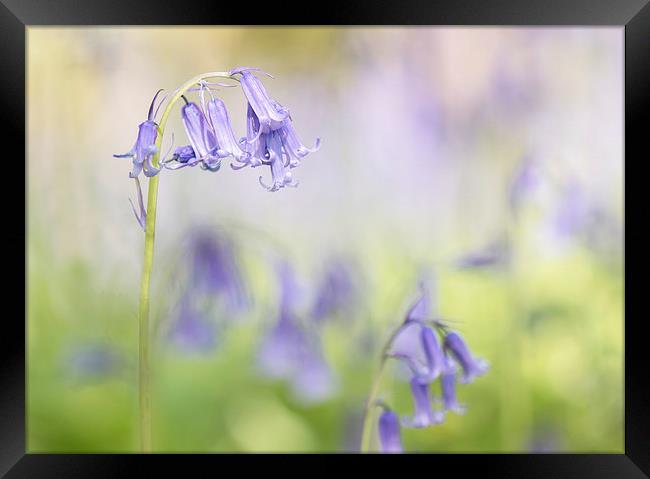 Bluebell Study Framed Print by Sue Dudley