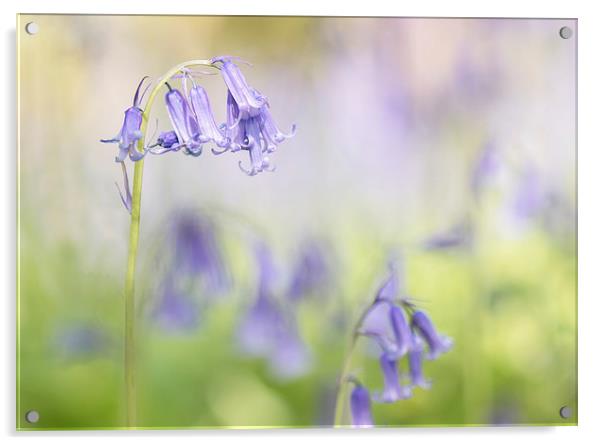  Bluebell Study Acrylic by Sue Dudley