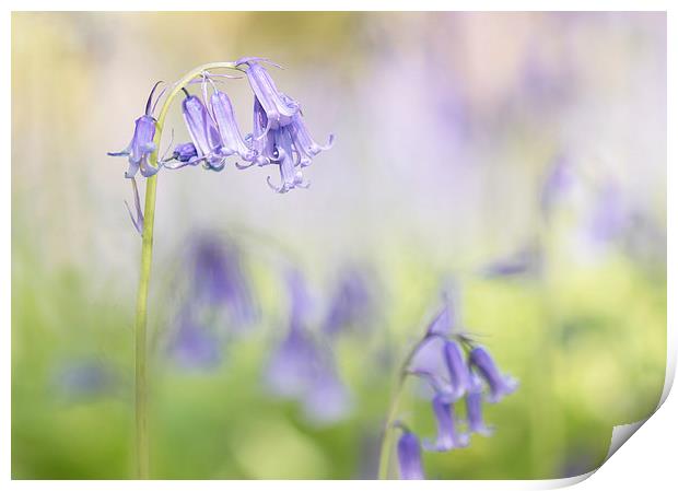  Bluebell Study Print by Sue Dudley