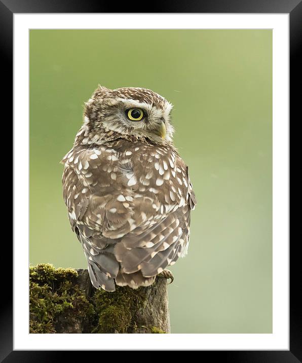  Perched Little Owl Framed Mounted Print by Sue Dudley