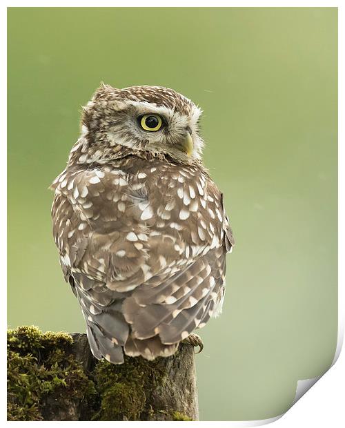  Perched Little Owl Print by Sue Dudley