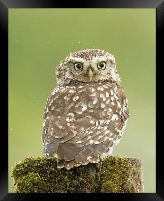  Little Owl in the Rain Framed Print by Sue Dudley
