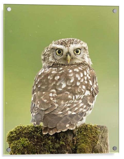  Little Owl in the Rain Acrylic by Sue Dudley