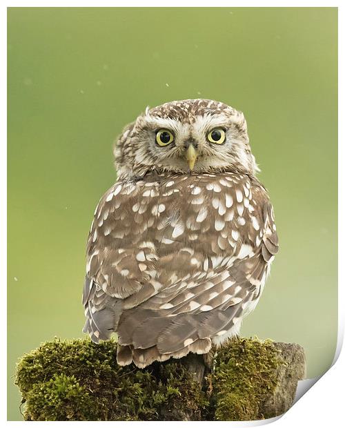  Little Owl in the Rain Print by Sue Dudley