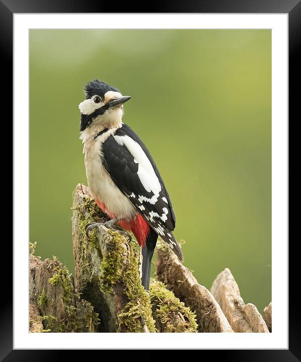  Woodpecker on Dry Stone Wall Framed Mounted Print by Sue Dudley