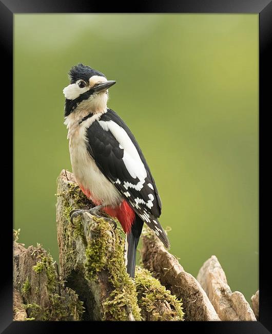  Woodpecker on Dry Stone Wall Framed Print by Sue Dudley