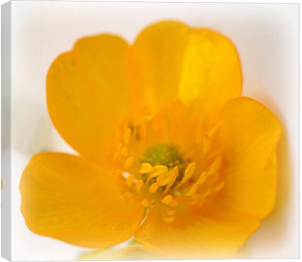 buttercup Canvas Print by sue davies