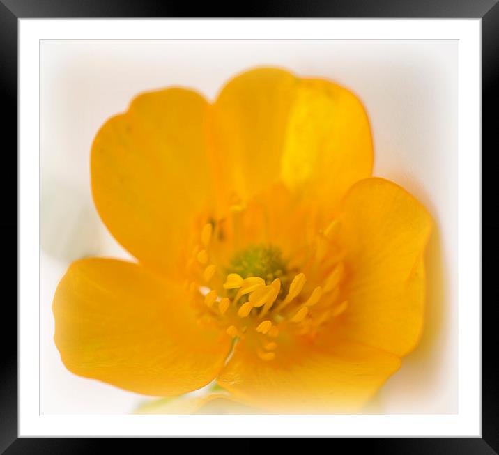 buttercup Framed Mounted Print by sue davies