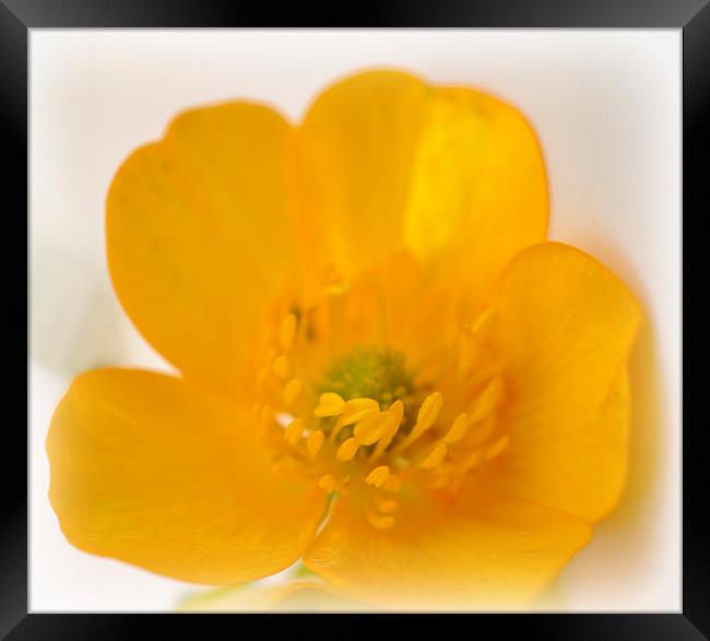 buttercup Framed Print by sue davies