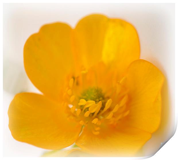 buttercup Print by sue davies