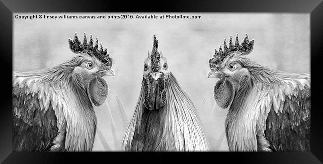  Hens, GULP!! Mono Framed Print by Linsey Williams