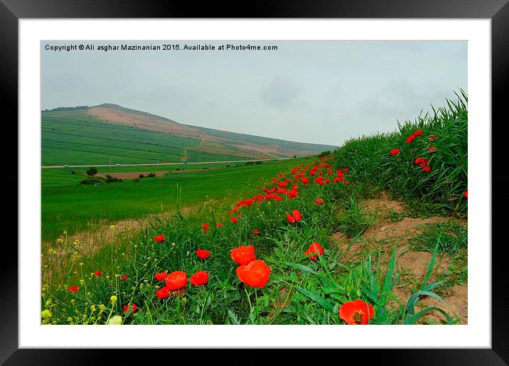  tulips on wheat farm, Framed Mounted Print by Ali asghar Mazinanian