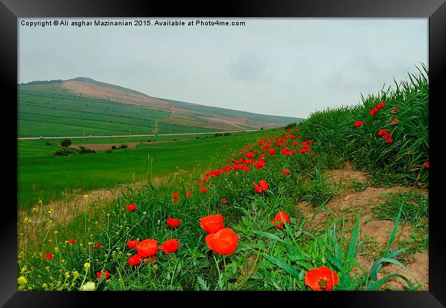  tulips on wheat farm, Framed Print by Ali asghar Mazinanian