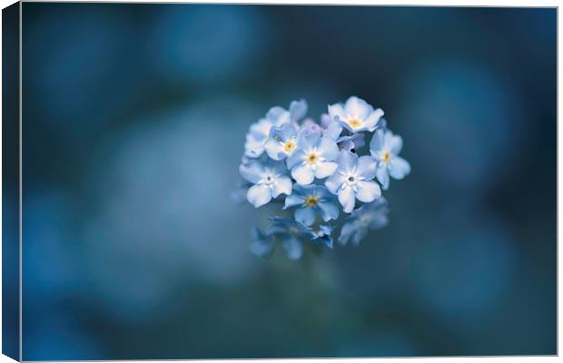  Forget me not Canvas Print by Inguna Plume