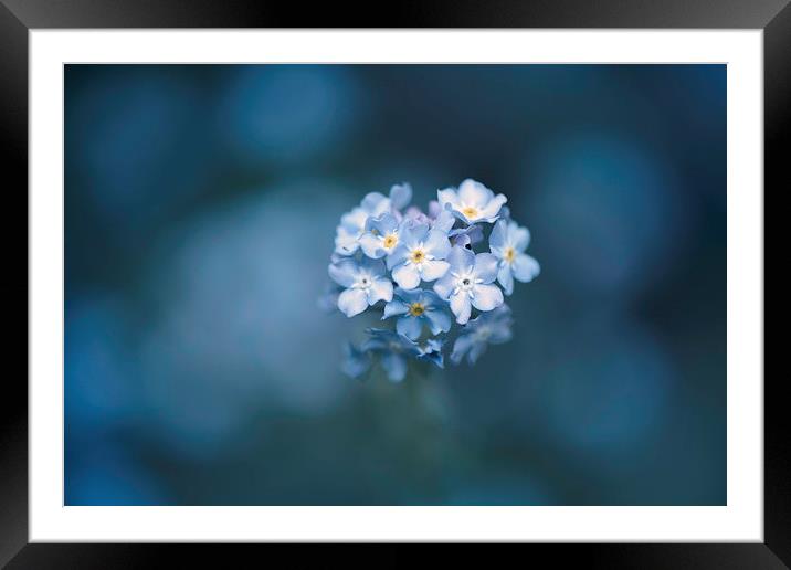  Forget me not Framed Mounted Print by Inguna Plume