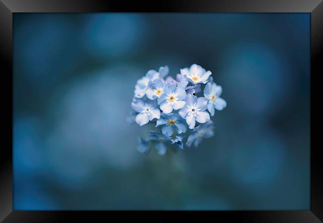  Forget me not Framed Print by Inguna Plume