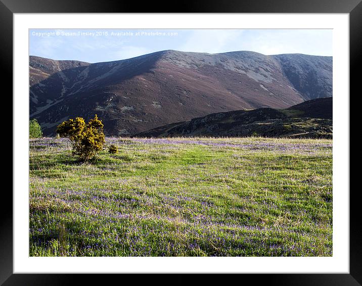 Carpet of blue Framed Mounted Print by Susan Tinsley