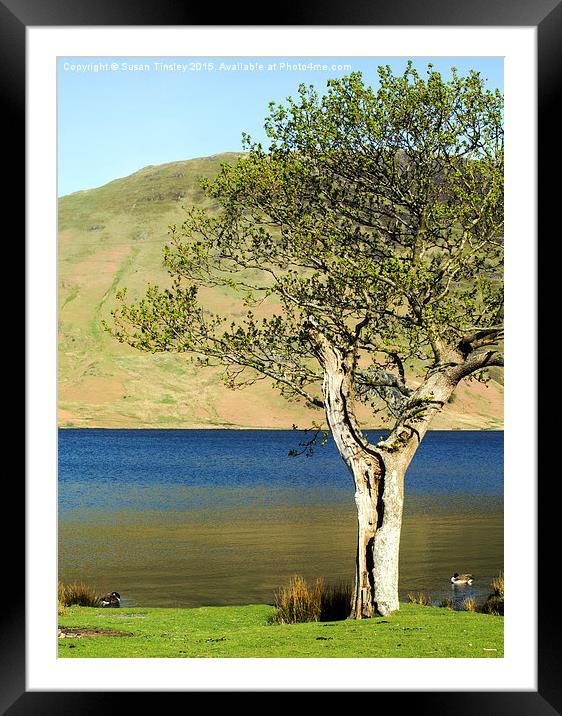 Gnarled tree Framed Mounted Print by Susan Tinsley