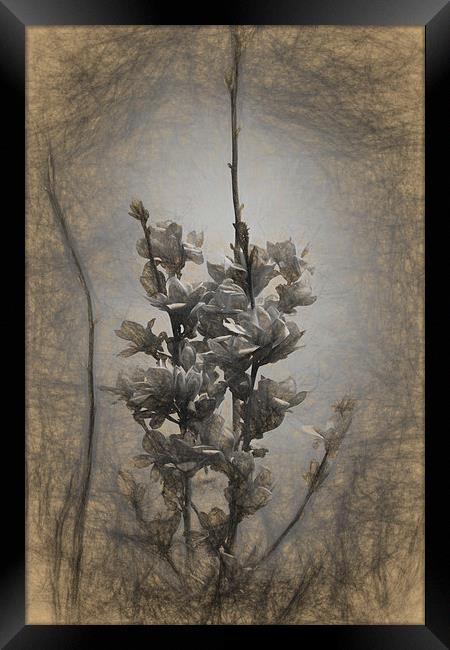 Magnolia blossom in the sky Framed Print by Adrian Bud