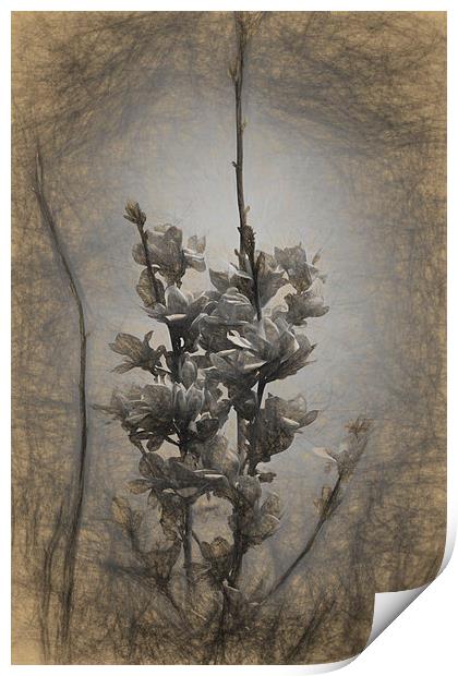 Magnolia blossom in the sky Print by Adrian Bud