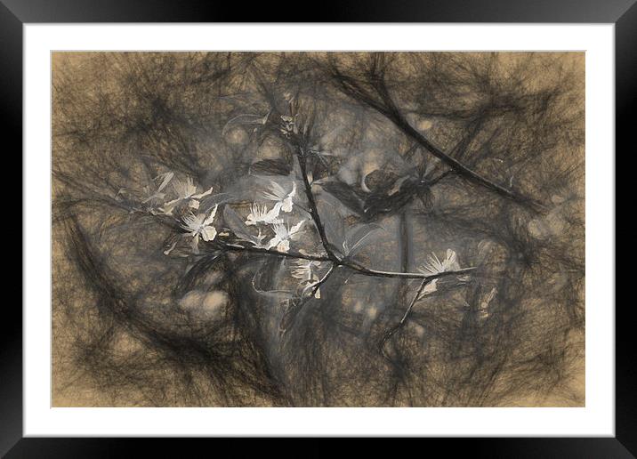 Plum blossom impression Framed Mounted Print by Adrian Bud