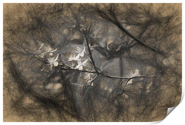 Plum blossom impression Print by Adrian Bud