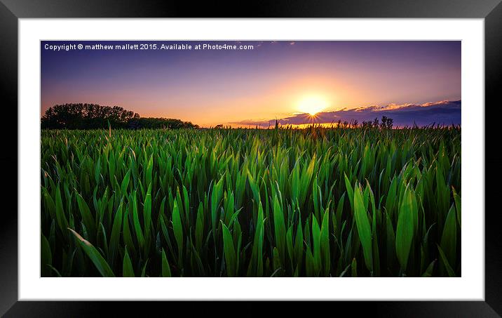 Sunshine smile on the new crops  Framed Mounted Print by matthew  mallett