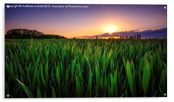 Sunshine smile on the new crops  Acrylic by matthew  mallett