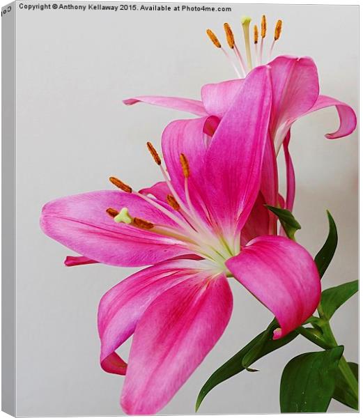  LILLIES Canvas Print by Anthony Kellaway
