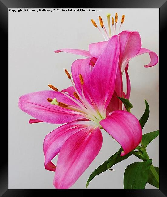  LILLIES Framed Print by Anthony Kellaway