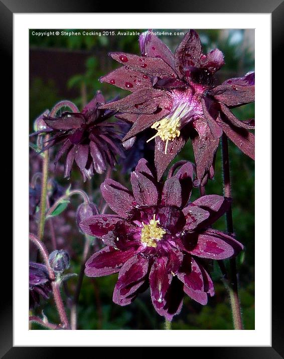  Black Barlow Aquilegia Framed Mounted Print by Stephen Cocking
