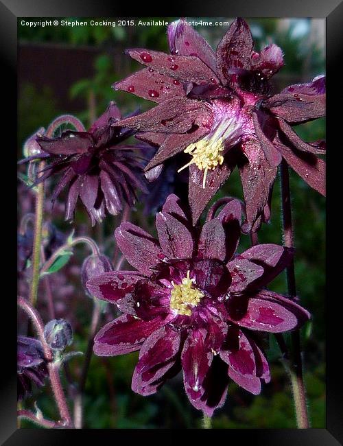  Black Barlow Aquilegia Framed Print by Stephen Cocking