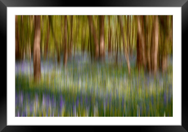  Bluebell Blur Framed Mounted Print by Phil Clements