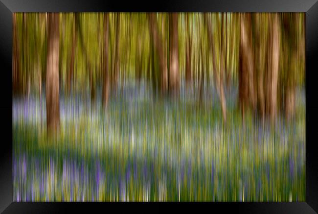  Bluebell Blur Framed Print by Phil Clements
