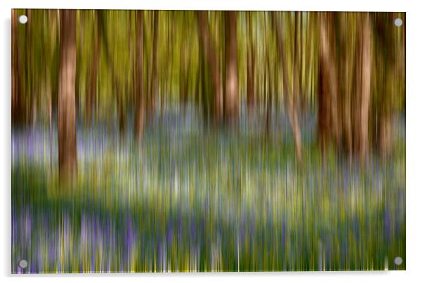  Bluebell Blur Acrylic by Phil Clements