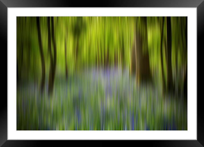 Bluebell Blur Framed Mounted Print by Phil Clements