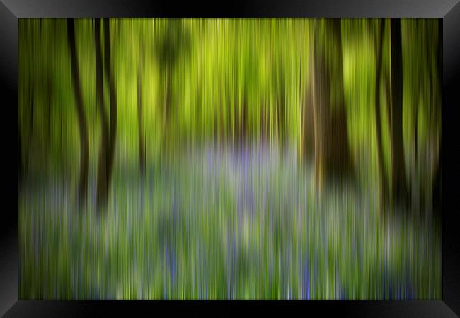 Bluebell Blur Framed Print by Phil Clements