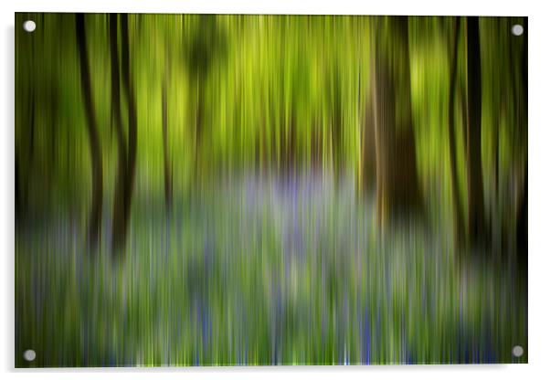 Bluebell Blur Acrylic by Phil Clements