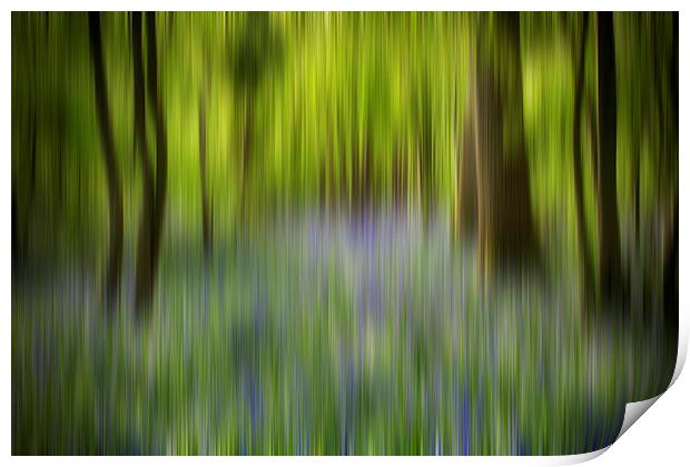 Bluebell Blur Print by Phil Clements