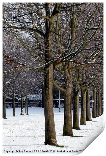 A LINE OF TREES Print by Ray Bacon LRPS CPAGB