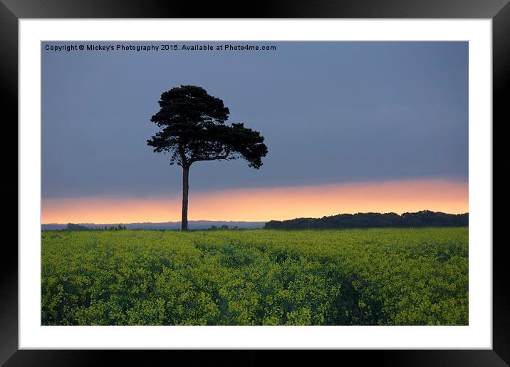 Lone Tree Sunrise Framed Mounted Print by rawshutterbug 
