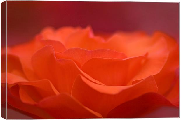 orange rose petals Canvas Print by Maria McLaren